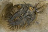 Short-Fork Walliserops Hammi Trilobite - Exceptional Preparation #267209-1